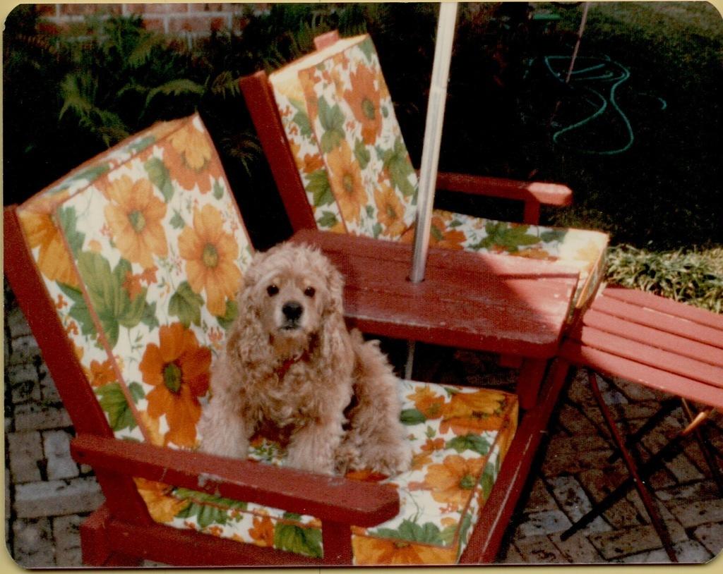 Joy Baxter's dog Junior 1980-2