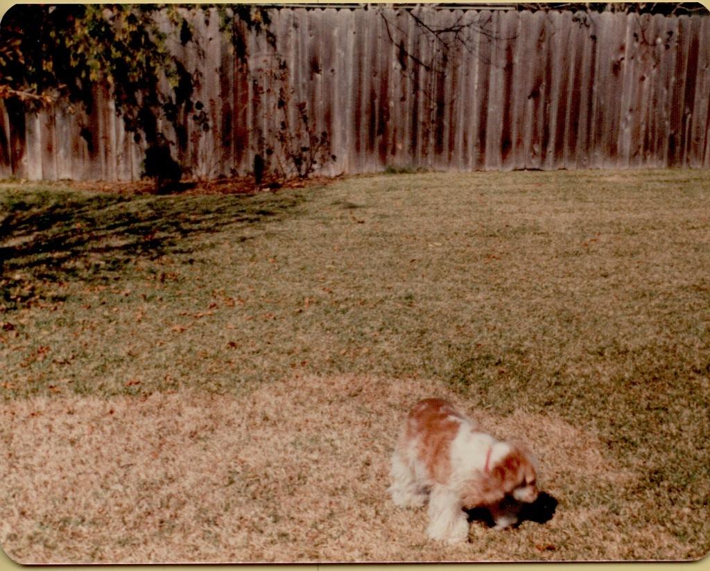 Joy Baxter's dog Sissy 1980-2