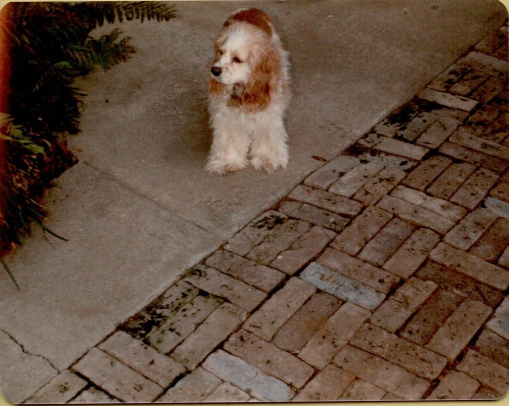 Joy Baxter's dog Sissy 1980