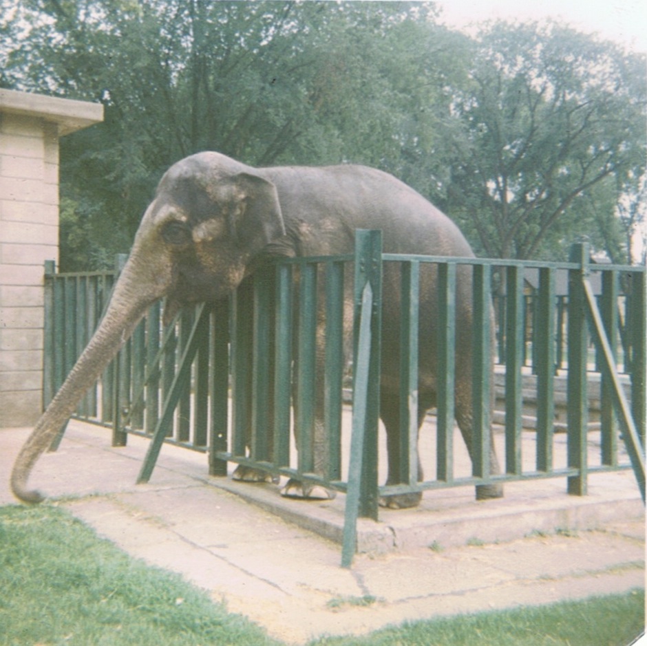 Madison Wi Zoo 1965