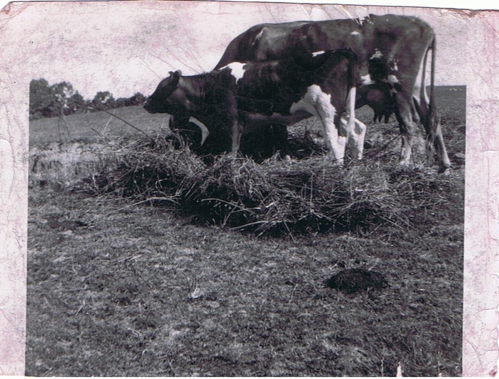 Farm Animals 8/1950