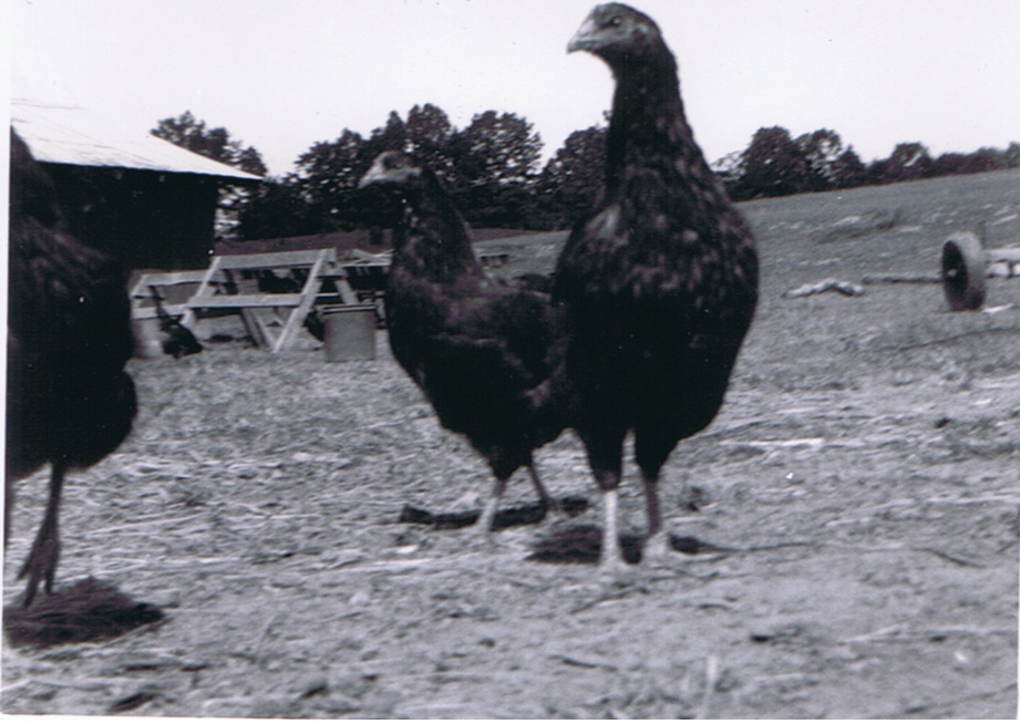 Creal Springs Farm 8/1950