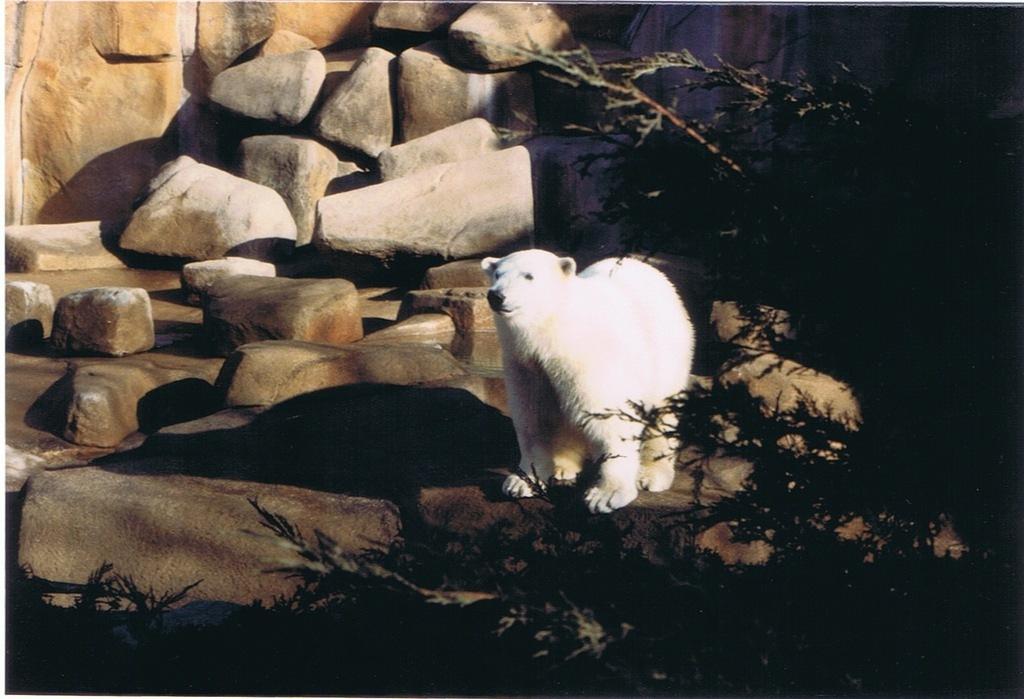 Breakfast with the Bears Brookfield Zoo 1992
