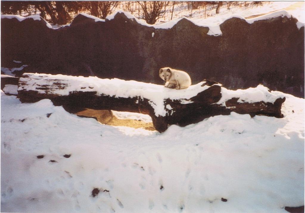 Zoo Trip late 1991