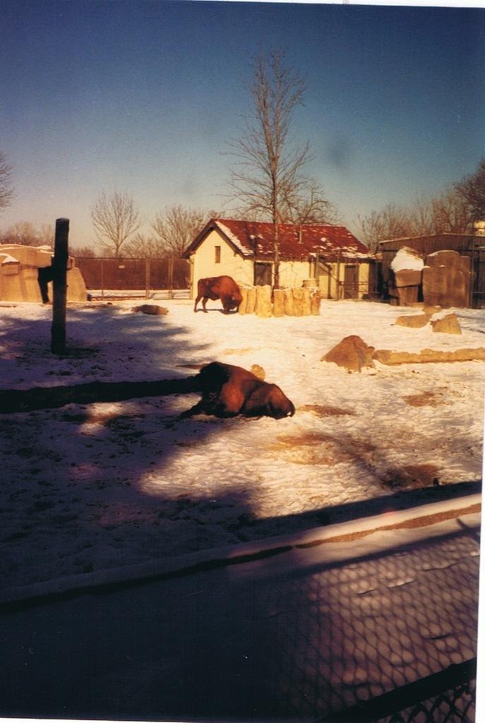 Zoo Trip late 1991