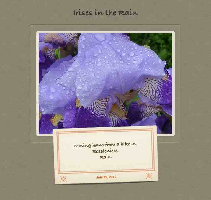 Irises in the Rain