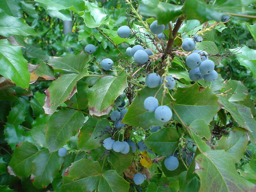 Oregon Grape Holly with fruit