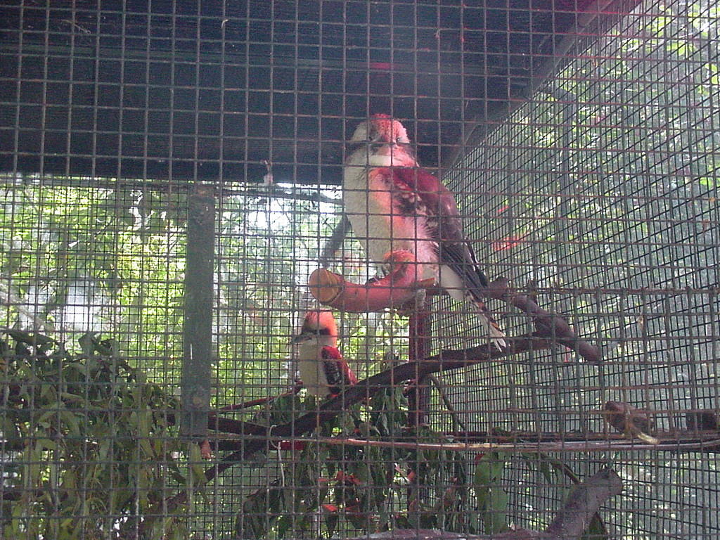 Austrailian Kookaburra