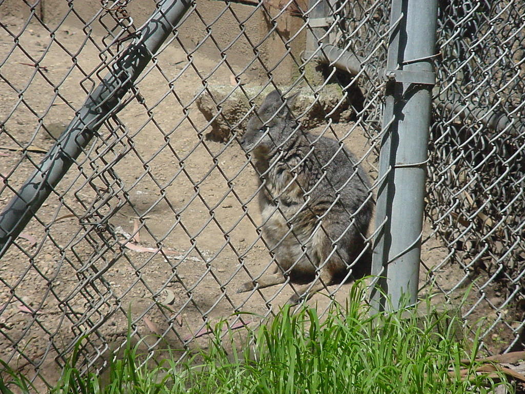 Wallaby - another relative of the kangaroo