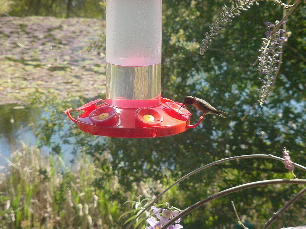 3_29_0029_Hummingbird.jpg
