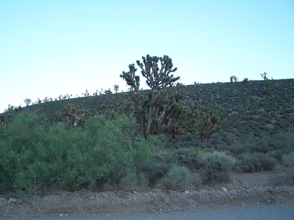 We drove through one of the Joshua Tree National Forests on the dirt road to the Grand Canyon
