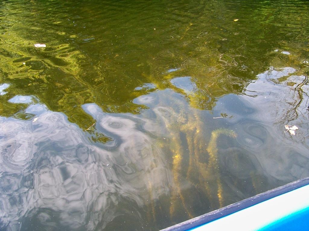 The lake had LOTS of seaweed