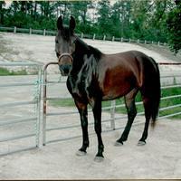 Jean Brandau's Horse