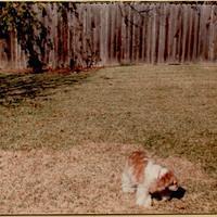 Joy Baxter's dog Sissy 1980-2