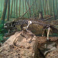 Mesalands Dinosaur Museum Tucumcari NM