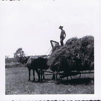 Creal Springs Farm 8/1950 Bobby Musa