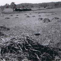 Creal Springs Farm 8/1950