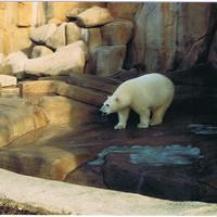 Breakfast with the Bears Brookfield Zoo 1992