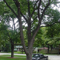 2001-09-13 - Trimmed Trees