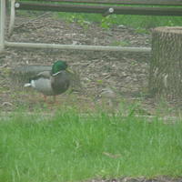 2002-05-07 - Ducks in our yard