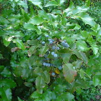 Oregon Grape Holly with fruit