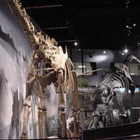 Dino_Museum_07.jpg