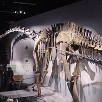 Dino_Museum_09.jpg