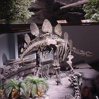 Dino_Museum_10.jpg