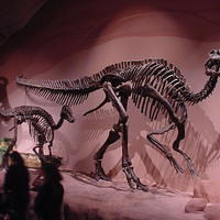 Dino_Museum_16.jpg