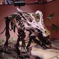 Dino_Museum_18.jpg