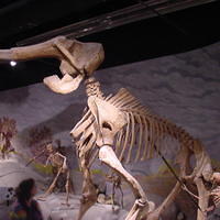 Dino_Museum_25.jpg