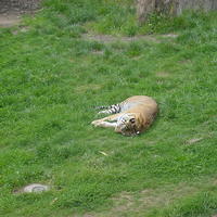 "Dead" tiger