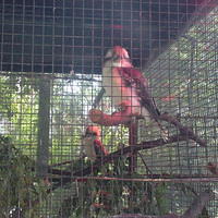 Austrailian Kookaburra