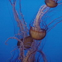 4_05_0045_Jellyfish.jpg