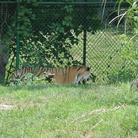St_Louis_Zoo_03.jpg