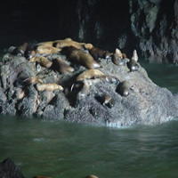 2004-07-12 - Sea Lion Rock - Heceta Head Lighthouse