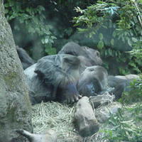 2004_07_18_162806_Gorilla.jpg