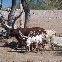 Eland Watusi Cattle