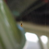 2001-07-14 - Spider