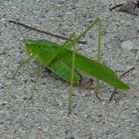 2002-08-12 - Grasshopper